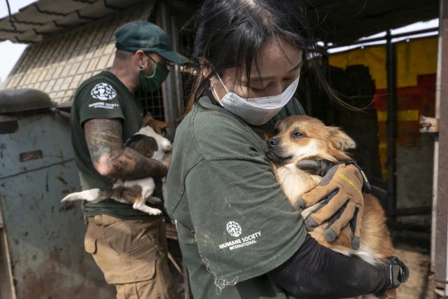 End animal cruelty.